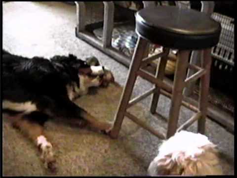 Collection - Birds & Cats & Dogs, etc. of a Feather Play Together