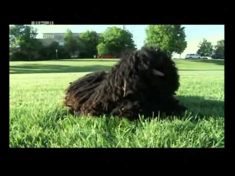Puli