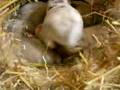 My Grandbunnies