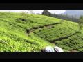 Sri Lanka Tea Tour