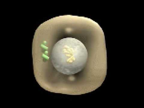 dizzo95 - Mitosis cell cycle.