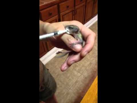 how to take care of a baby flying squirrel