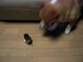 コーギーいっくんのネズミ狩り【2】