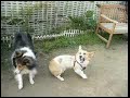 Goro@Welsh corgi 20070422 Shetland Sheepdog