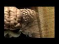 Identifican la regi�n cerebral que reconoce las palabras