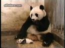 estornudo panda estornudo panda
