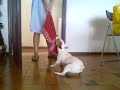 Jacky - My Naughty Jack Russel 5 Jacky - My Naughty Jack Russel 5