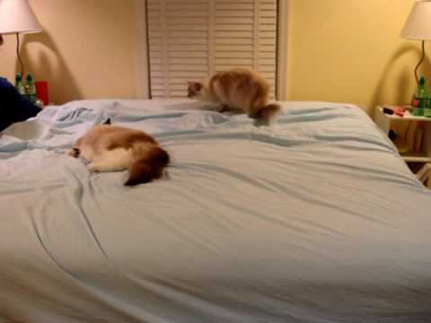 Do Your Kitties Play in Your Bed Sheets? 0 Do Your Kitties Play in Your Bed Sheets?