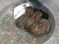Baby Rabbits Outdoors