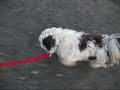 Chien Oskar ...