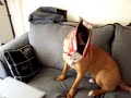 Dash in the Box