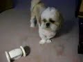 My dogs meet Clocky My dogs meet Clocky