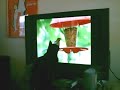 Birdwatching for Cats
