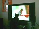 Birdwatching for Cats