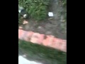 Mitch gets a cat for free!