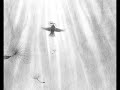 Volgens de vogels