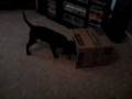 videos de Kelpie x Lab. Byron smashing box. (a cardboard one)