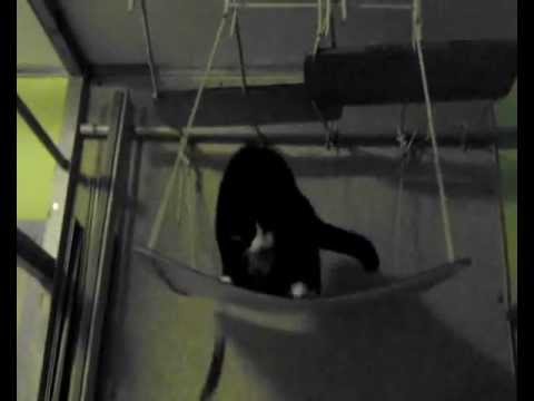 Кошка Котя - и головой об стену ...