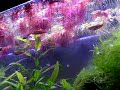 Danio 30 gallon