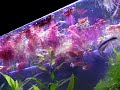 Danio 30 gallon
