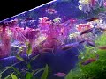 Danio 30 gallon