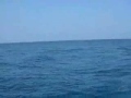 Fighting a Large Dorado in Phuket Thailand. Fighting a Large Dorado in Phuket Thailand.