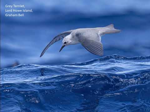 <p>The Birds Queensland 2023 Annual Photoshow</p>
 video thumbnail
