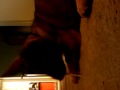 Renji with a rawhide