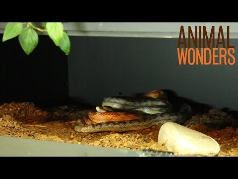 how to properly hold a ball python