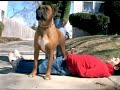 \"Go Free\" Cool GoGurt Commercial