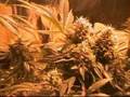 Belladona & S.Shanti ll , 43Dias //weedster.TV