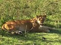 serengeti lion pride