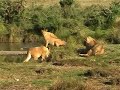 Serengeti Lion Pride Serengeti Lion Pride