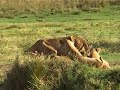 serengeti lion pride
