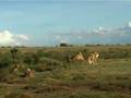 Serengeti Lion Pride