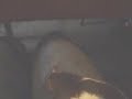Meine Ratten Meine Ratten