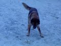 Dog vs. Crab Dog vs. Crab