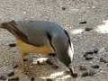 Csuszka  (Sitta europaea)