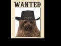 Yorkie -Keno\