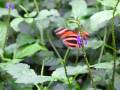 videos de Relaxing with Butterflies