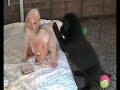 Banjer & pups