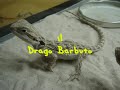 Ufo, il Drago Barbuto