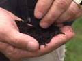 Overseeding your lawn
