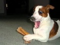 How to train your dog