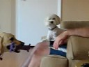 Bobo kicks baileys butt