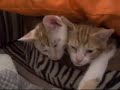KITTEN KITTEN