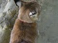 Eurasian (Siberian) Lynx Angara