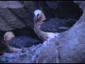 Quebrantahuesos - Gypaetus Barbatus Quebrantahuesos - Gypaetus Barbatus