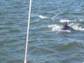  Sailing Dolphins Mobjack Bay Virginia