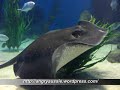 A day at the aquarium